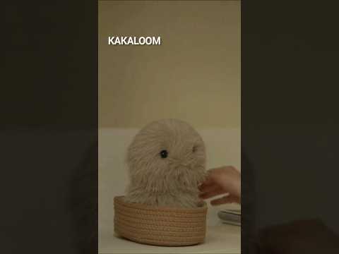 Kakaloom YouTube Shorts thumbnail
